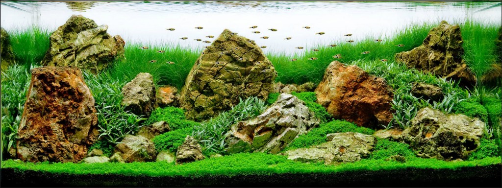 NatureAquarium001